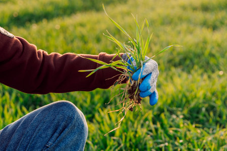 Hand of expert farmer with wheat sprouts on the field at sunset. Business or ecology concept.