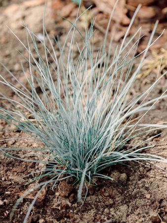 Blue Fescues plant in grow, close up viewの写真素材