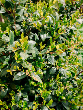 Ligustrum japonicum 'Texanum' close up. Wax-leaf privet plant