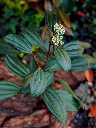 Viburnum davidii growing in gardenの写真素材
