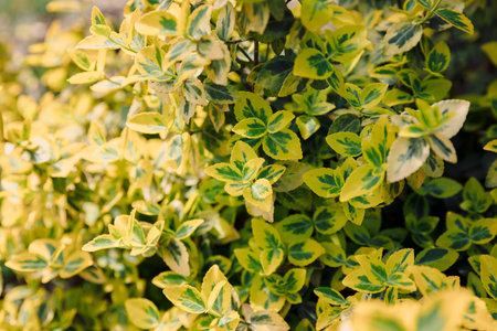 Euonymus fortunei Emerald Gold in garden, variegated foliageの写真素材