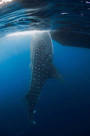 Adult whale shark underwater in blue ocean. Large shark swimming underwaterの写真素材