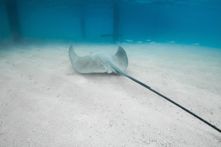 Sting ray fish in tropical sea. Stingray underwater on sandy sea bottom.の写真素材