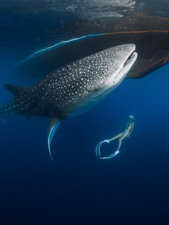 Woman swimming with whale shark in blue ocean. Giant Shark underwater and woman freediverの写真素材