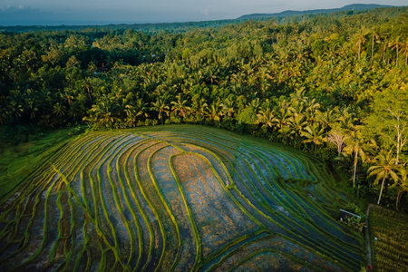 Drone view of scenic rice terraces with morning or evening sunlight. Countryside with fields.