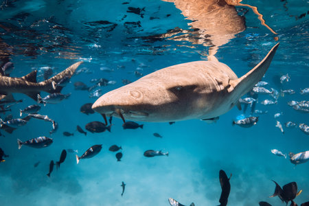 Nurse shark swims with tropical fish in blue sea with sunny light.の写真素材