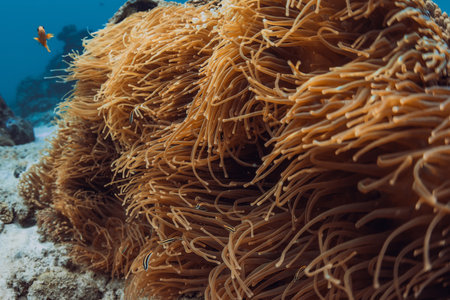 Underwater scene with actinia on coral reef and groups of fishの写真素材