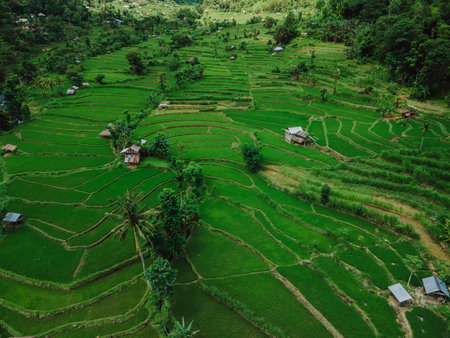 Drone view of rice terraces in scenic valley on Bali. Aerial viewの写真素材