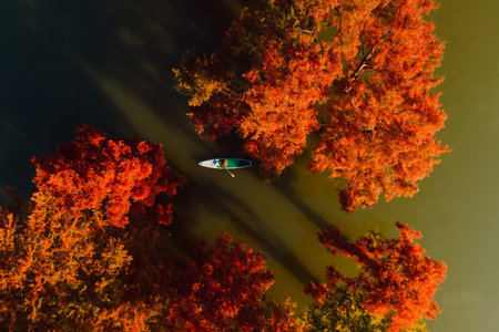 Traveller swims on stand up paddle board at lake among autumnal swamp trees. Drone top down view