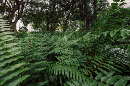 Fern leaves close up in tropical park or rain forestの写真素材