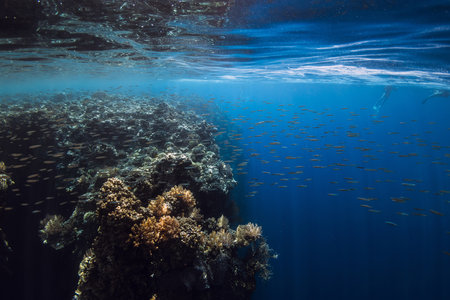 Reef with corals and fish underwater in transparent blue ocean.の写真素材
