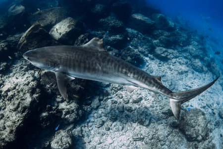 Tiger shark on deep in blue ocean. Ocean animal.の写真素材