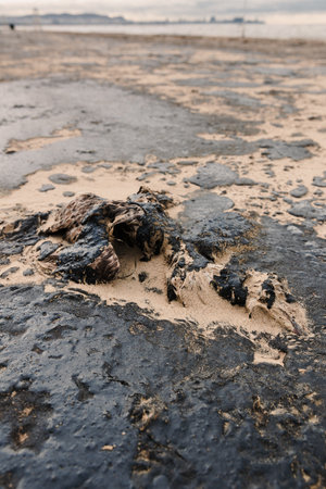 Dead bird died due to oil. Fuel oil in ocean coastline after a tanker wreck.の写真素材