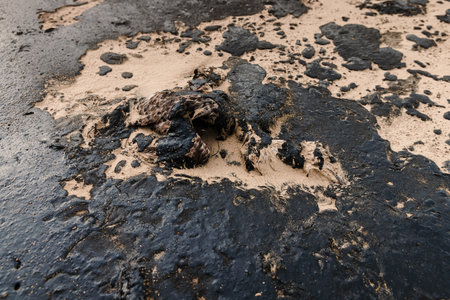Dead bird died due to oil. Oil in sandy coastline after a tanker wreck.