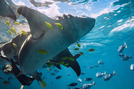 Nurse sharks swims with tropical yellow fish in tropical sea. Sharks in Maldivesの写真素材