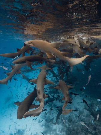 Group of nurse sharks in blue ocean. Underwater sea life in Maldivesの写真素材