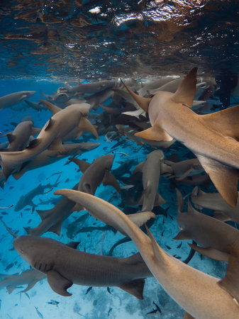 Group of nurse sharks in blue ocean. Underwater sea life in Maldivesの写真素材