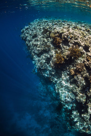 Reef with corals underwater in transparent blue ocean.の写真素材