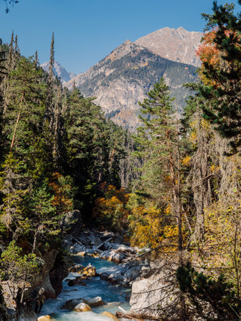 Mountain river in wild pine forest. High mountain landscape with river, vertical shotの写真素材