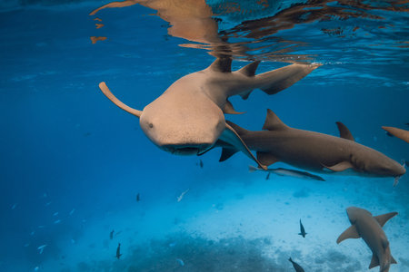 Nurse sharks swims underwater in blue ocean at Maldives.の写真素材