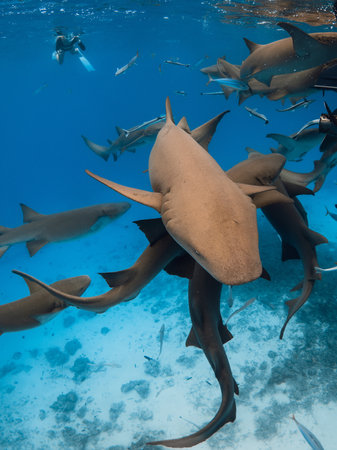 A lot of Nurse sharks swims underwater in blue ocean in Maldives.の写真素材