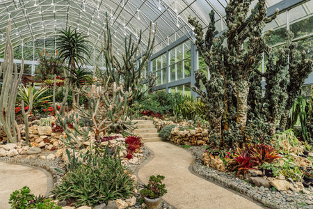 Cactus and succulent garden in glass house in botanic park on Bali islandの写真素材