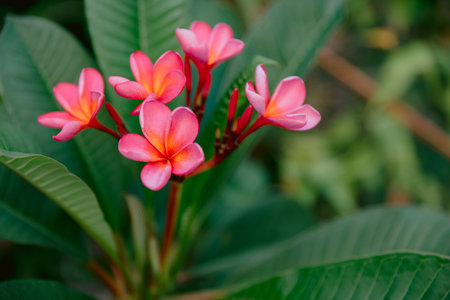 Blooming Plumeria or Frangipani pink flowers with leaves. Aroma flowers on tropical treeの写真素材