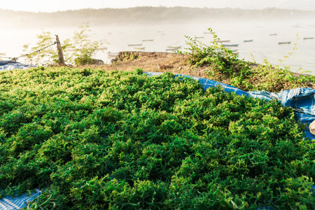 Seaweed for drying on Lembongan island in Indonesia. Algae farmingの写真素材