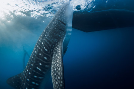 Whale shark underwater eating in blue ocean. Large shark swimming underwaterの写真素材