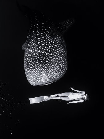 Free diver woman swims underwater with whale shark in ocean. Snorkeling with giant shark underwater. Black and whiteの写真素材