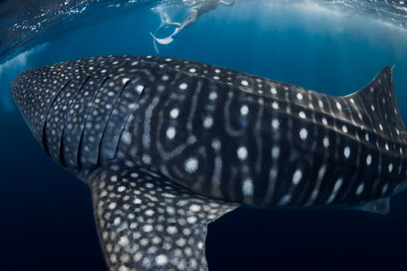 Bigger whale shark swims close up in blue ocean.の写真素材