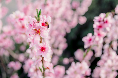 Peach tree blossoms in full bloom, delicate pink flowers on branches and bee collecting nectar. Springtime dreamy and romantic scene.の写真素材