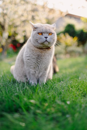 Scottish cat in backyard garden. Serious gray cat portraitの写真素材