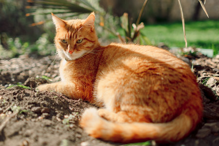 Cute ginger cat in backyard garden. Furry orange cat outdoor with sunshineの写真素材