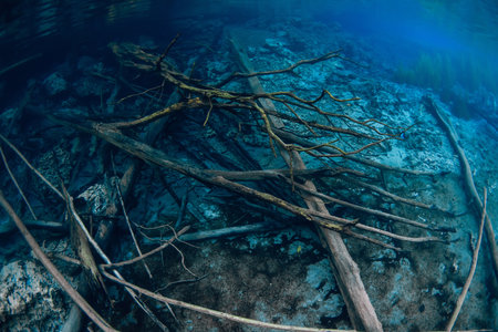 Sunken logs on deep underwater in crystal blue lake, Sulawesiの写真素材