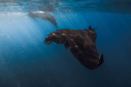 Manta rays swims in ocean. Snorkeling with sting ray fish in blue sea