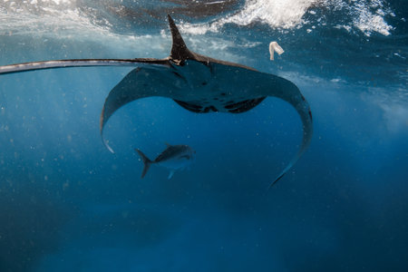 Manta ray swims in ocean. Snorkeling with sting ray fish in oceanの写真素材