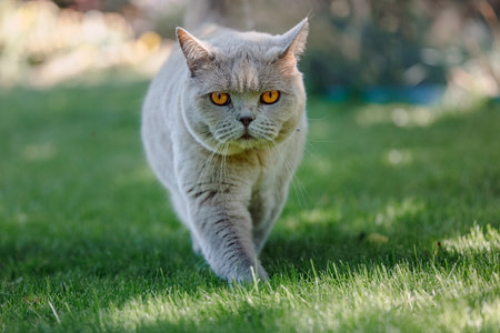 Fluffy Scottish straight cat close up walk on lawn grassの写真素材