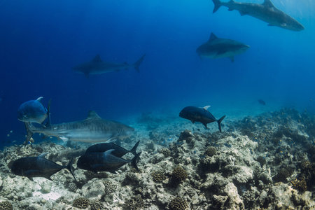 Group of Tiger sharks swims underwater in blue ocean. Sharks in Maldivesの写真素材