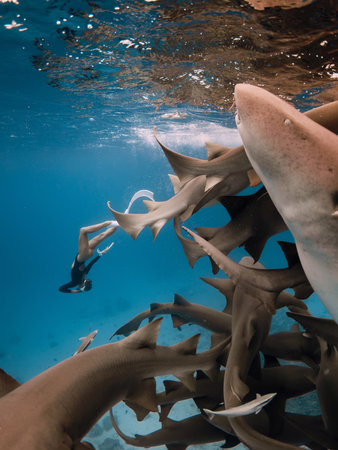 Woman freediver dives and swims with the sharks in a tropical sea in the Maldivesの写真素材