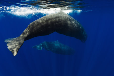 Couple of sperm whales underwater in blue oceanの写真素材