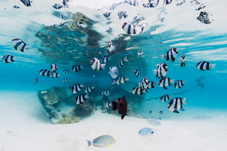 School of tropical fish in blue ocean with wreck of boat on sandy bottom, underwater in Mauritiusの写真素材