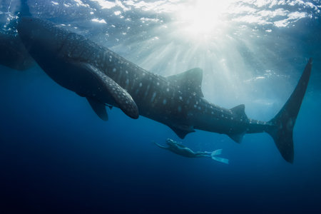 Freediver swimming alongside a giant whale shark in the blue ocean, stunning underwater adventure.の写真素材