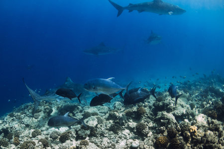 Fish and Tiger sharks swim underwater. Sharks in Maldives