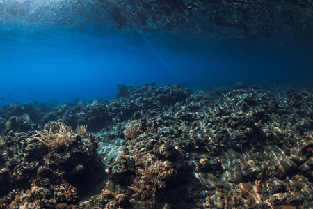 Tranquil underwater scene with corals. Tropical sea with transparent blue water