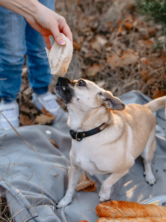 Funny friendly dog eating a sandwich outdoor