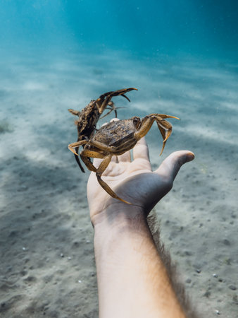 Close up of a crab on a human hand underwater, marine wildlife