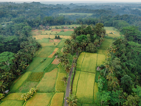 Aerial view of rice fields with palm trees in a green rural landscape in Indonesia.の写真素材