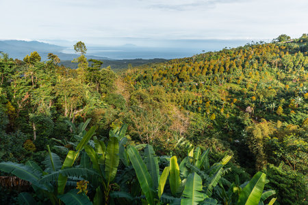 Tropical hills with ocean views and vibrant greenery with morning light in Bali.の写真素材