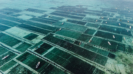 Ocean seaweed farm on Lembongan island in Indonesiaの写真素材